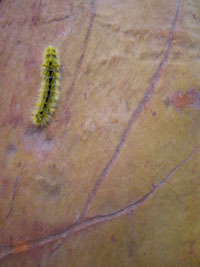 fuzzy caterpillar on a manzanita tree