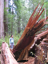 splintered redwood from a fallen giant