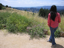 Big Basin Park overlook