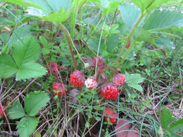 wild strawberries