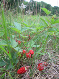 wild strawberries