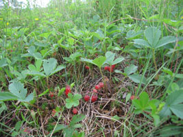 wild strawberries