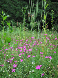 flowers in the hay field