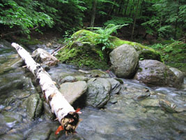 Bassett Brook, Adams MA