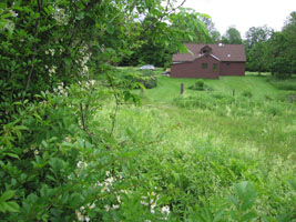 the back yard