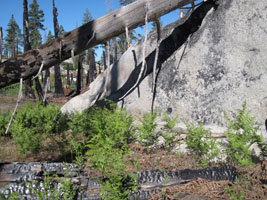 charred trees