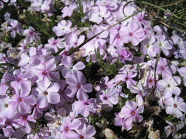 wildflowers