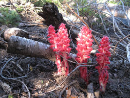 bizarre snow plant