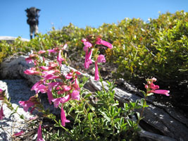 pink flowers