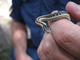 Sean caught a young snake