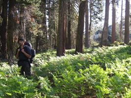 fern-filled forest