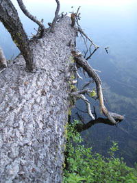 fallen tree