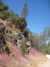 pink flowers