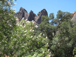 the Pinnacles