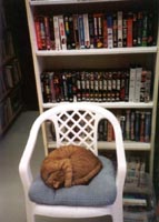 bookstore cat