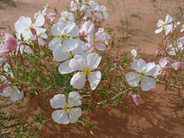 wildflowers in the sand