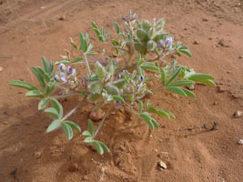 wildflowers in the sand