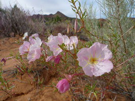 wildflowers in the sand