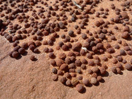 iron concretions erode out of the sandstone