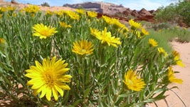 yellow flowers