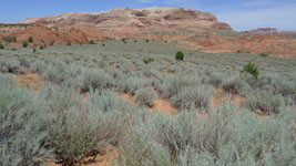 sagebrush