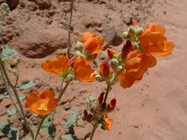 orange flowers