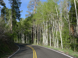 cottonwood trees high on the Kaibab