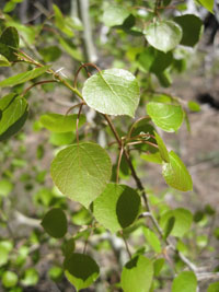 young cottonwood leaves.  by Joy.