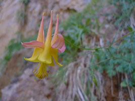 columbine flower