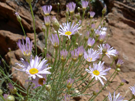 wildflowers