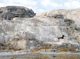 dry springs with mule deer