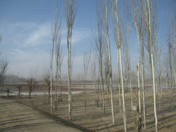 Xinjiang poplars