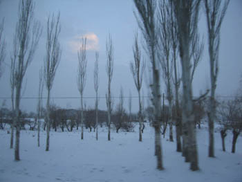 poplars with snow