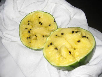 yellow watermelon