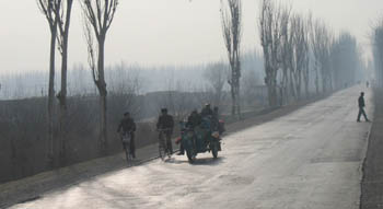 poplar lined street, far west xinjiang