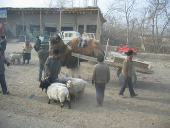 camel cart, southwest Xinjiang